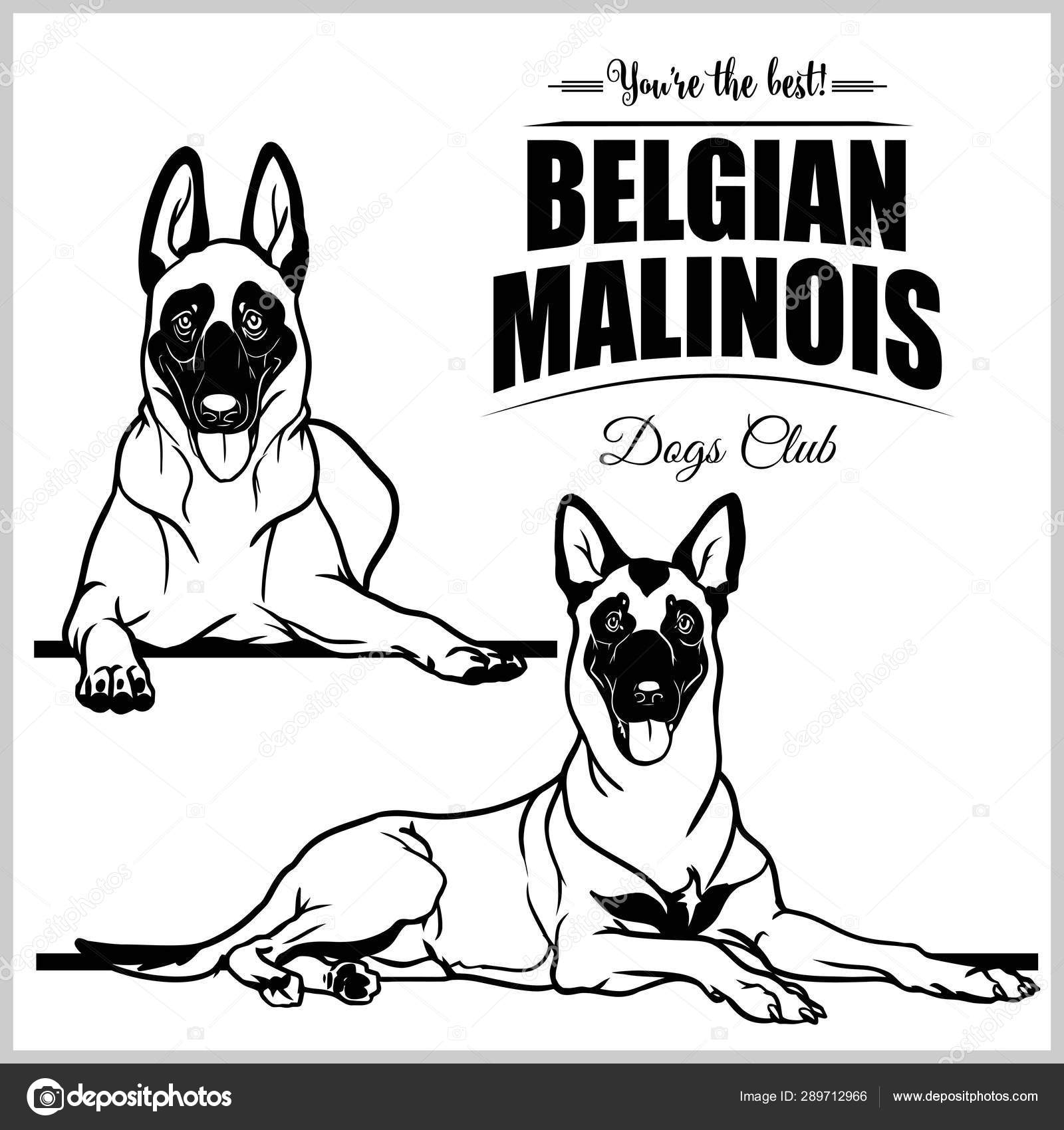 black and white belgian malinois