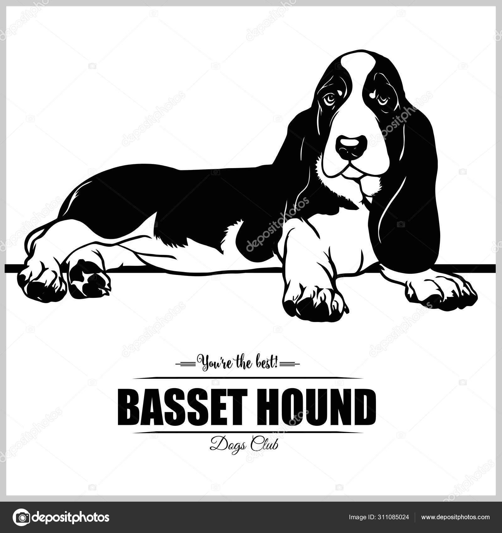 バセット犬 Tシャツ ロゴ テンプレートバッジのベクトルイラスト ストックベクター C Digital Clipart