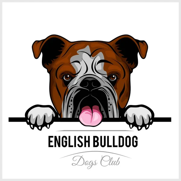 Moloso Bulldog Inglés English Bulldog On Board Perros Pegatina 