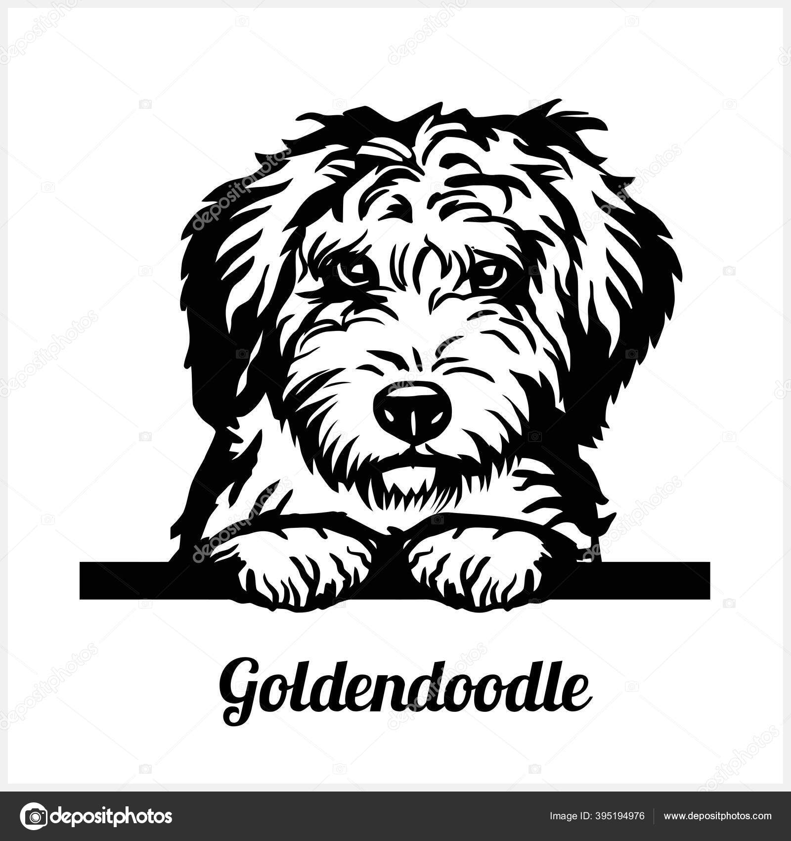 goldendoodle artwork