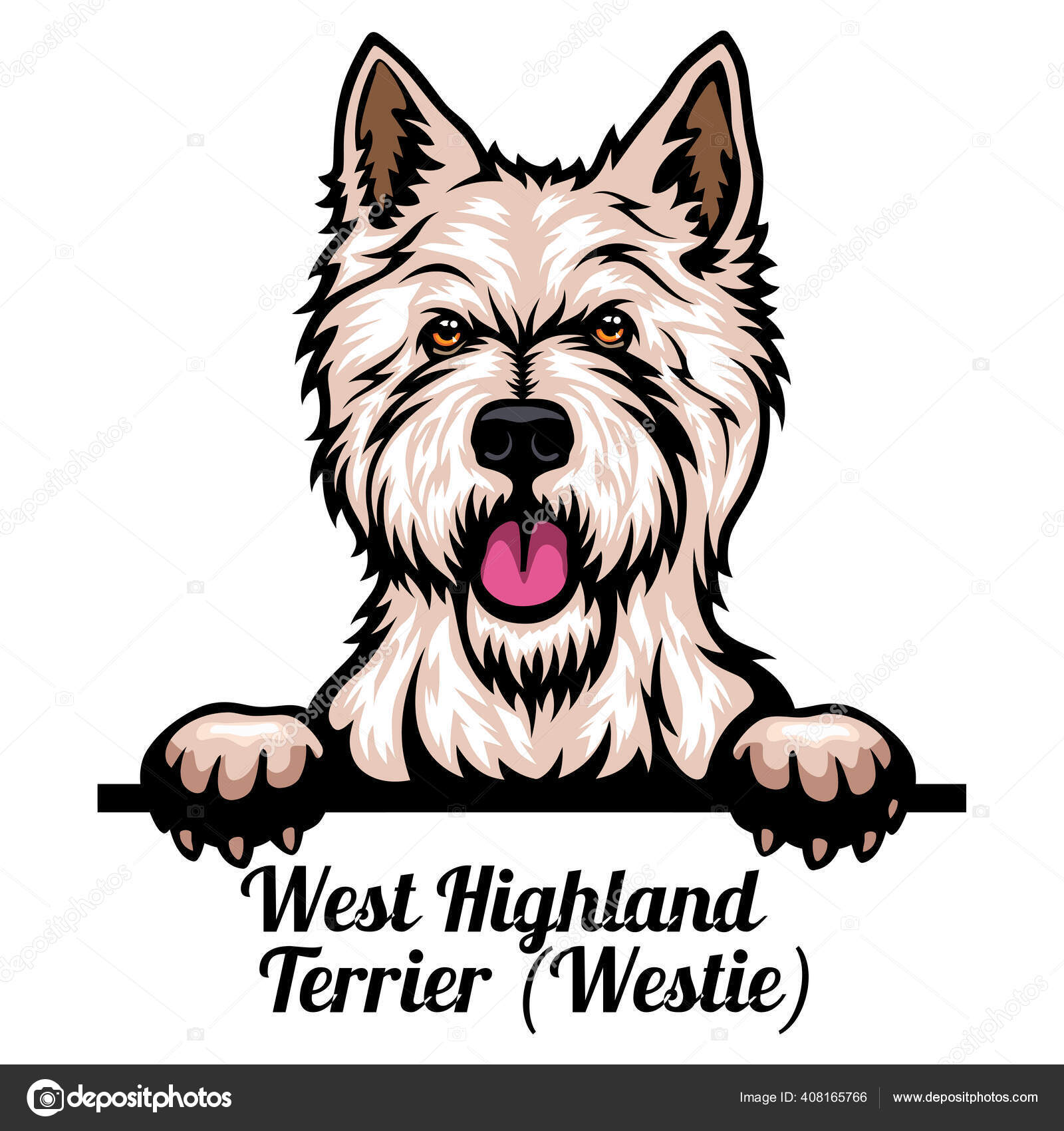Head West Highland White Terrier Dog Breed Color Image Of A Dogs Head Isolated On A White Background Vector Image By C Digital Clipart Vector Stock