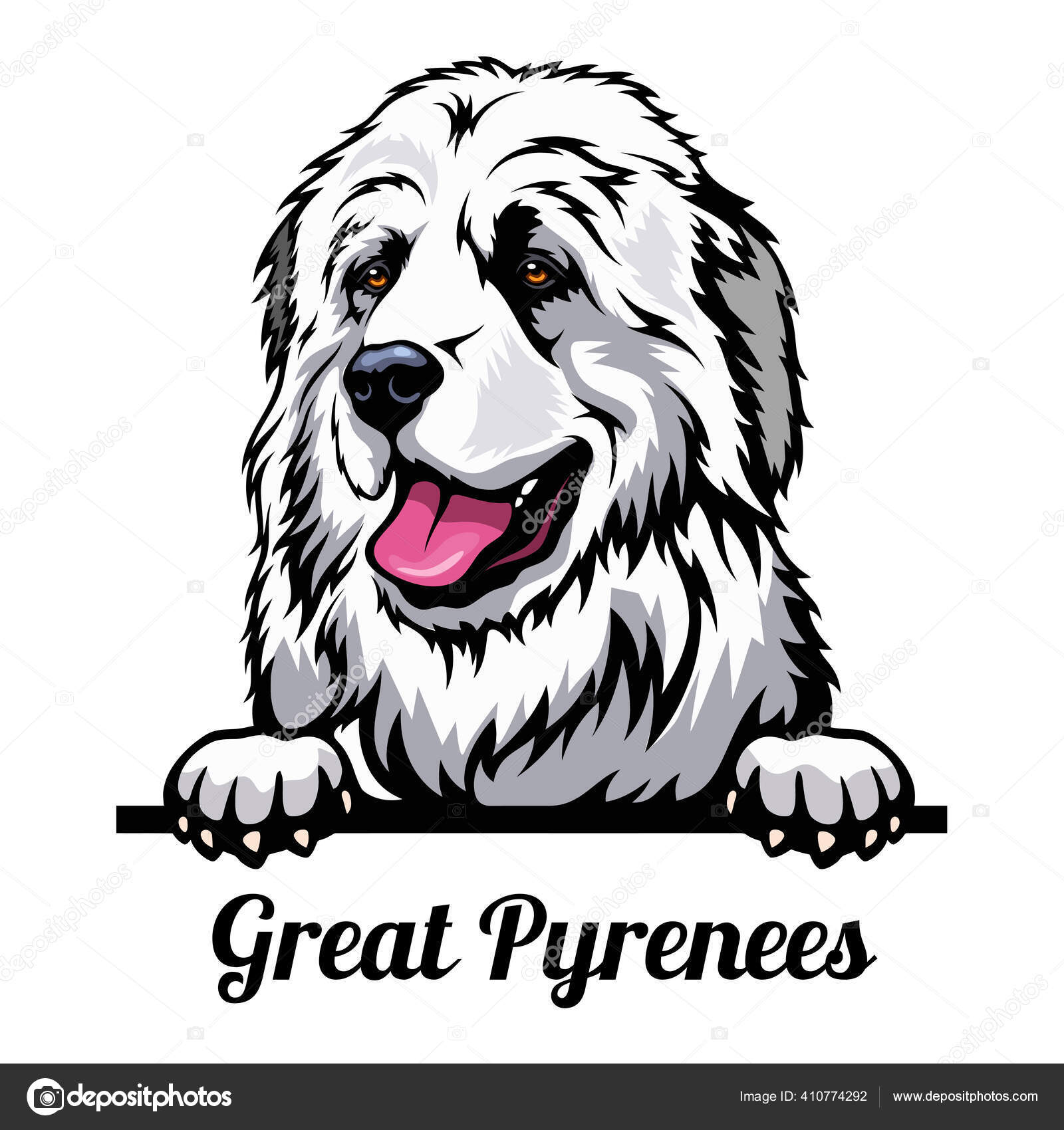 Head Great Pyrenees - dog breed. Color image of a dogs head isolated on