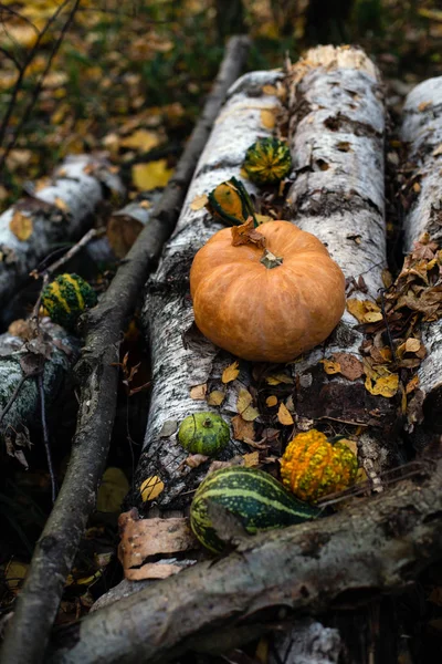 harvesting outdoor still life with assorted green and orange pumpkins in autumn forest stands on birch logs