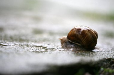 Helix pomatia yağmur sırasında kaldırımda