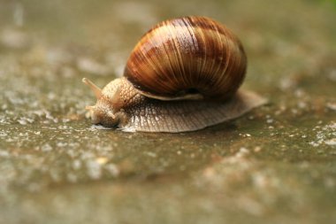 Helix pomatia yağmur sırasında kaldırımda