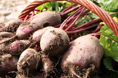 Organik pancar bir hasır sepet kırsal permakültür üzerinden. Ülke ev bahçe.