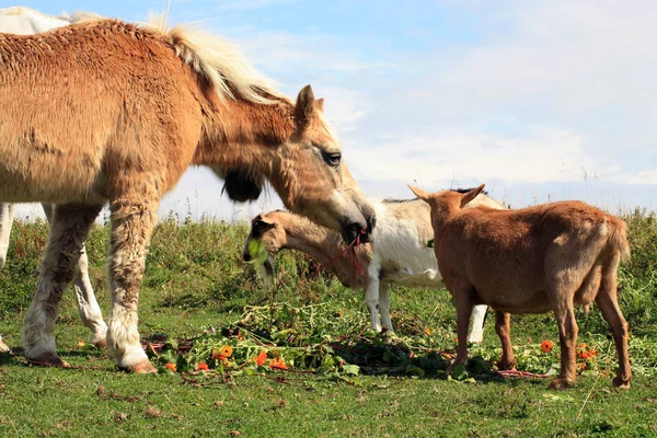 Rebaños Animales Domésticos Viejos Horeses Cabras Granja Asilo Polonia —  Fotos de Stock