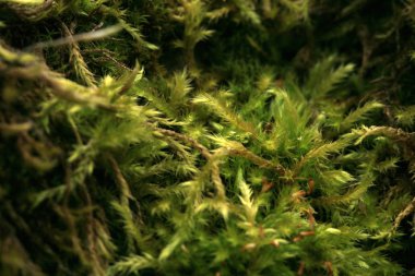 Organik pancar bir hasır sepet kırsal permakültür üzerinden. Ülke ev bahçe.