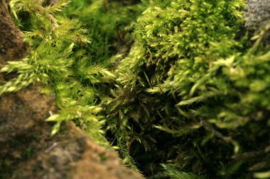 Kumtaşı Bahçe yosun kaplı. Karanlık ve nemli sokakta. Makro fotoğrafçılık.