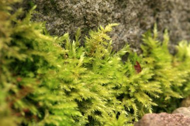 Kumtaşı Bahçe yosun kaplı. Karanlık ve nemli sokakta. Makro fotoğrafçılık.