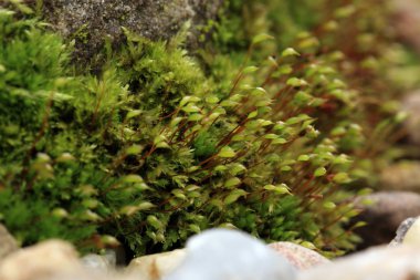 Kumtaşı Bahçe yosun kaplı. Karanlık ve nemli sokakta. Makro fotoğrafçılık.