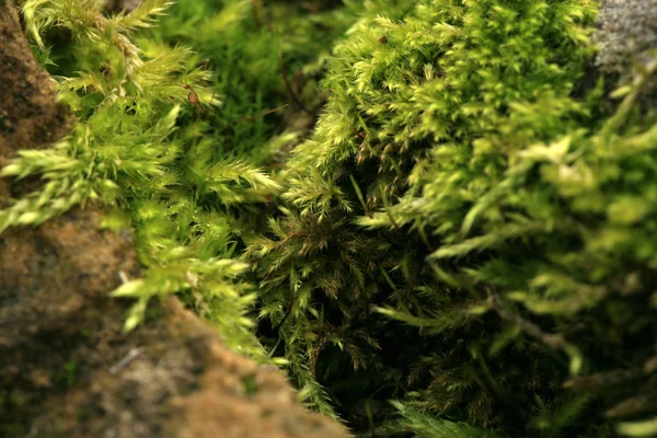 Kumtaşı Bahçe yosun kaplı. Karanlık ve nemli sokakta. Makro fotoğrafçılık.