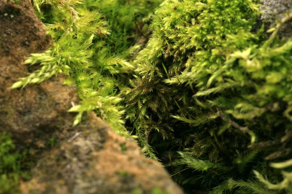Sandstone Covered Moss Garden Shady Damp Alley Macro Photography — Stock Photo, Image