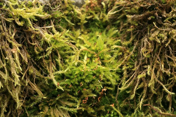 Kumtaşı Bahçe yosun kaplı. Karanlık ve nemli sokakta. Makro fotoğrafçılık.