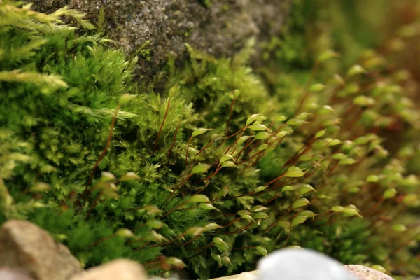 Arenisca Cubierta Musgo Jardín Callejón Sombrío Húmedo Macro Fotografía — Foto de Stock