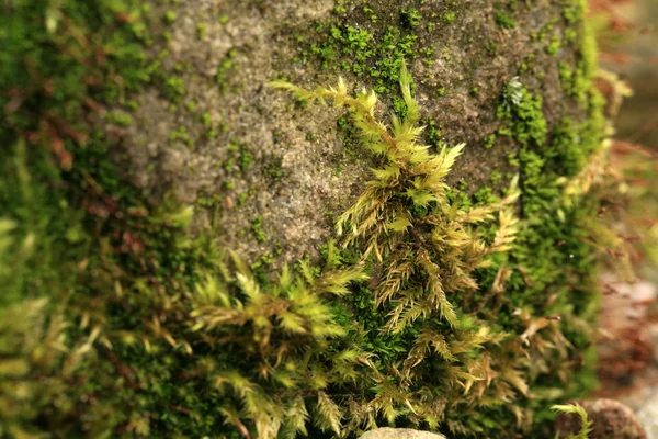 Sandstone Covered Moss Garden Shady Damp Alley Macro Photography — Stock Photo, Image