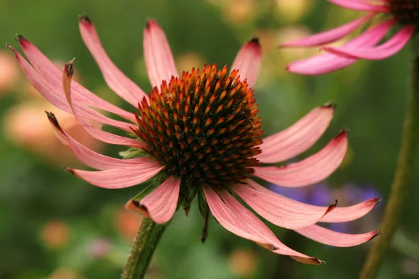 Pink Echinacea Detail Flower Echinacea Country Home Rustic Ecological Garden — Stock Photo, Image