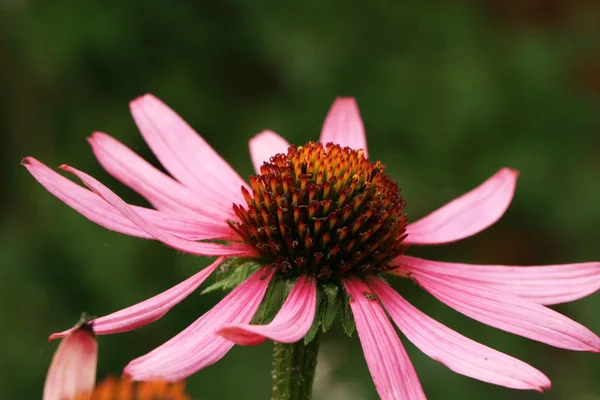 Рожева Квітка Ехінацеї Ехінацея Заміському Будинку Сільський Екологічний Сад Сонячний — стокове фото