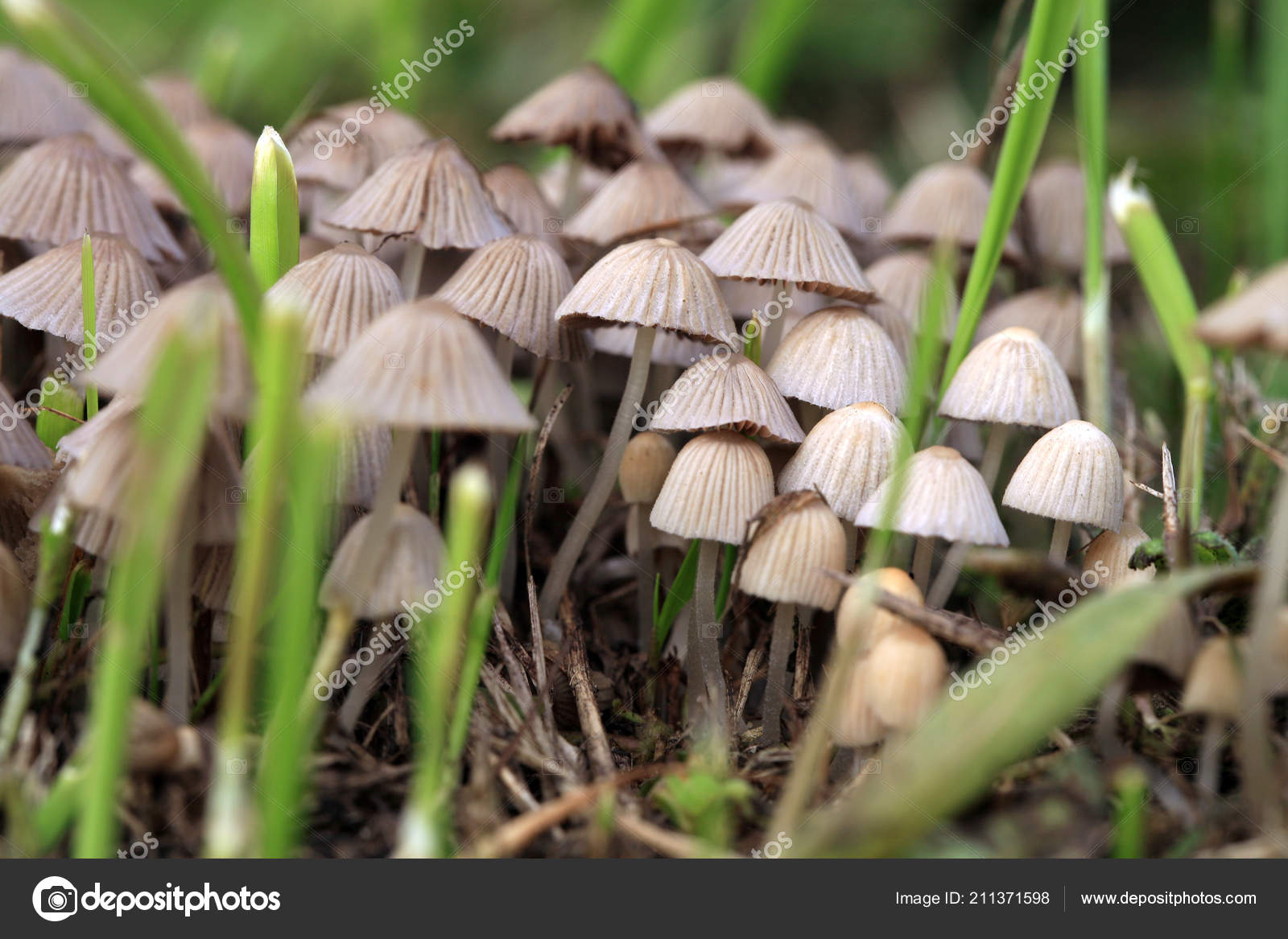 hallucinogén gombák románia