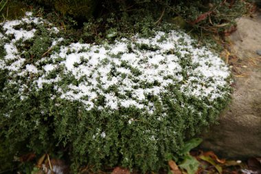 İlk gün sonbahar ve ilk frost. Kekik bir ev Bahçe, gölge köşede dondurulmuş