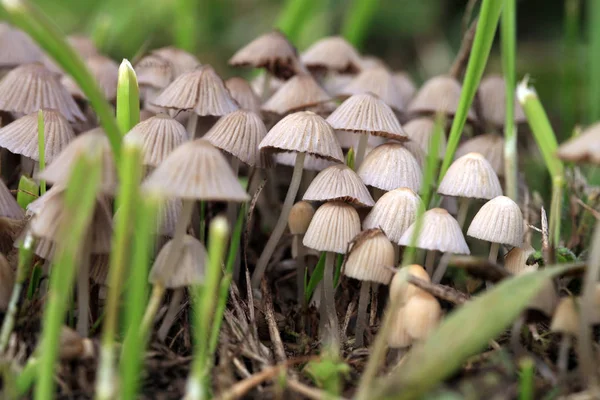 Group Hallucinogenic Mushrooms Growing Wild Forest Meadow Illegal Psyhotropic Substance — Stock Photo, Image