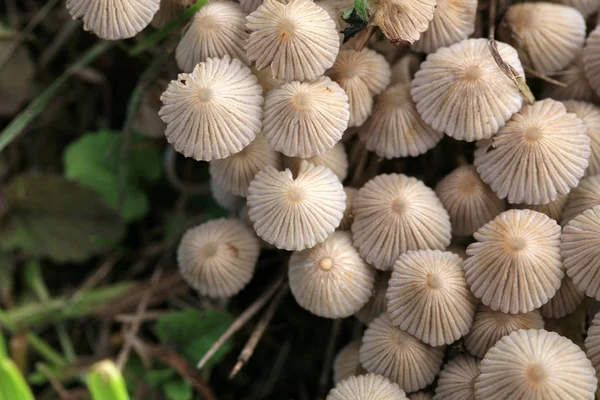 Grupo Hongos Alucinógenos Que Crecen Silvestres Prado Forestal Sustancia Psicotrópica — Foto de Stock