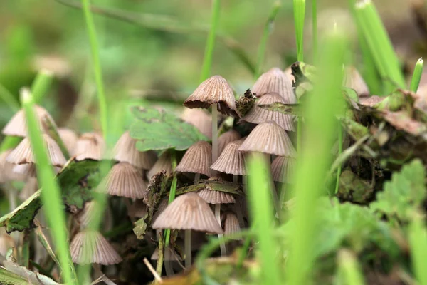 Grupo Hongos Alucinógenos Que Crecen Silvestres Prado Forestal Sustancia Psicotrópica — Foto de Stock