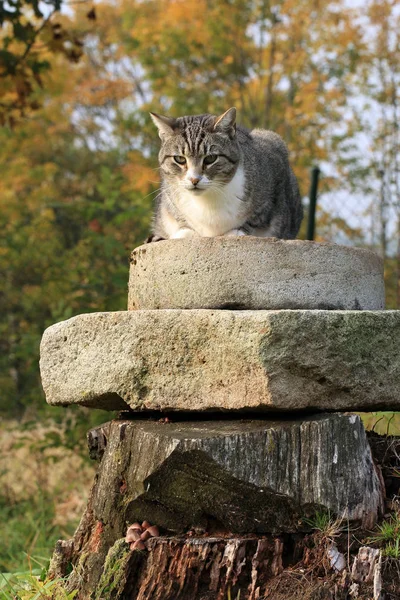 Gray Striped Tabby Cat Lying Stone Elements Country Home Garden — Stock Photo, Image