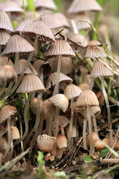 一组在森林草地上生长野生的迷幻蘑菇 Psyhotropic 宏观摄影 — 图库照片