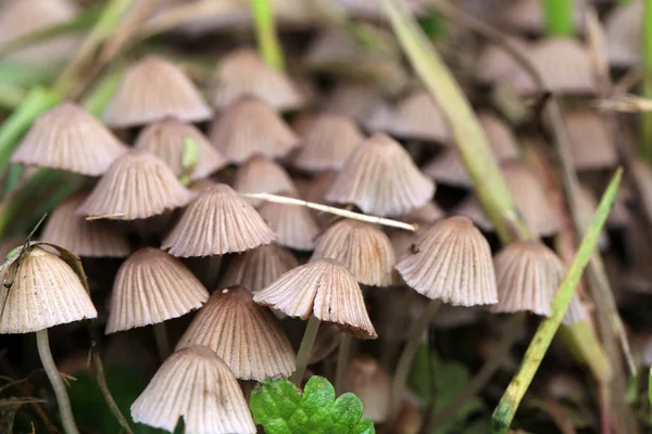 Gruppo Funghi Allucinogeni Che Crescono Selvatici Prato Boschivo Sostanze Psicotrope — Foto Stock