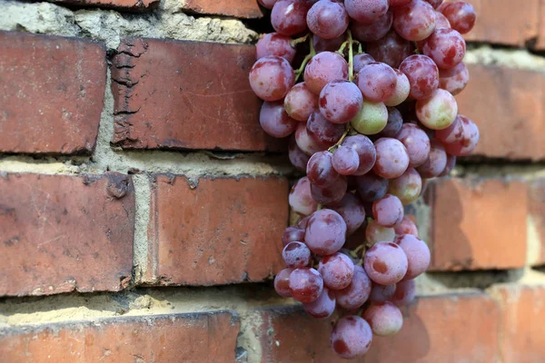 Bunch Grapes Hanging Brick Wall Old Country House Element Outdoor — Stock Photo, Image