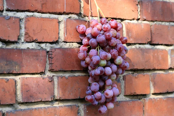 Bunch Grapes Hanging Brick Wall Old Country House Element Outdoor — Stock Photo, Image