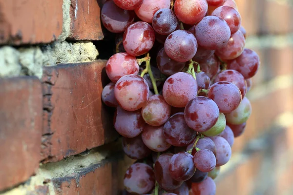 Bunch Grapes Hanging Brick Wall Old Country House Element Outdoor — Stock Photo, Image