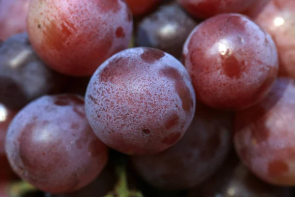 Bunch Grapes Hanging Brick Wall Old Country House Element Outdoor — Stock Photo, Image