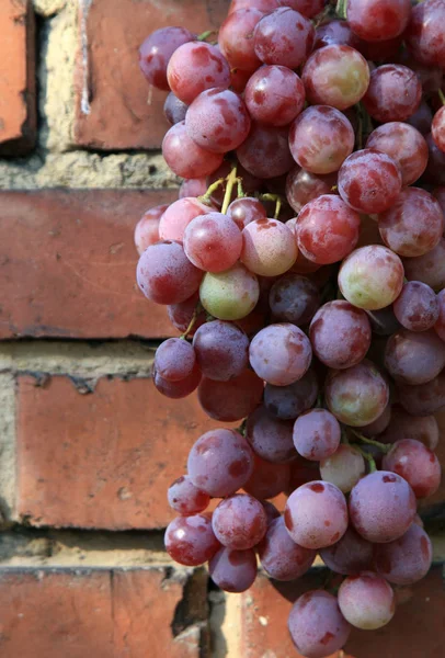 Bunch Grapes Hanging Brick Wall Old Country House Element Outdoor — Stock Photo, Image