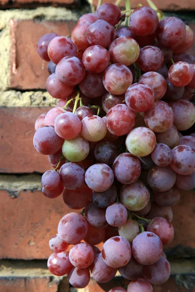 Bunch Grapes Hanging Brick Wall Old Country House Element Outdoor — Stock Photo, Image