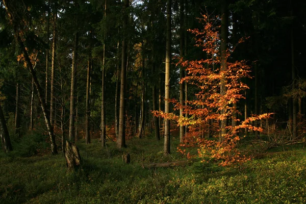 Młody Buk Oświetlone Promieniami Wschodzącego Słońca Las Świerkowy Buk Nasadzenia — Zdjęcie stockowe