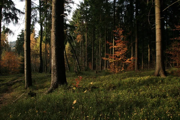 Νέοι Οξιά Φωτίζονται Από Τις Ακτίνες Του Ήλιου Δάσος Ερυθρελάτης — Φωτογραφία Αρχείου