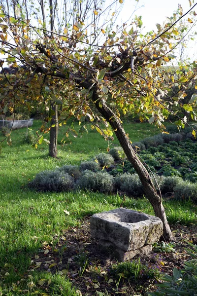 Willow Tree Piaskowca Koryta Ozdoba Skład Kraju Domu Ogród Jesienią — Zdjęcie stockowe