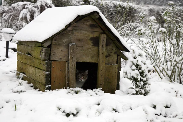 Gray Tabby Cat Found Shelter Cold Snow Old Dog Kennel — Stock Photo, Image