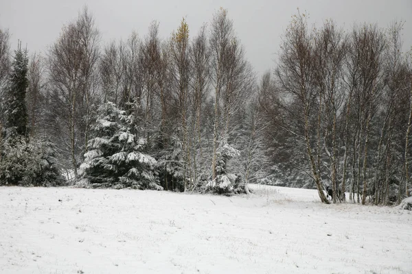 Weiden Bossen Bedekt Met Sneeuw Stoowe Tabel Bergen Nationaal Park — Stockfoto