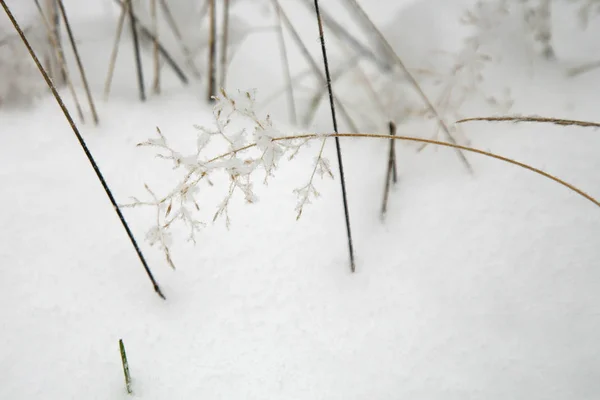 Erstaunliche Winternatur Eine Getrocknete Graspflanze Die Mit Eiskristallen Bedeckt Ist — Stockfoto