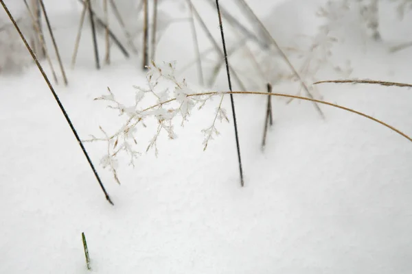 Incrível Natureza Inverno Uma Planta Grama Seca Coberta Com Cristais — Fotografia de Stock