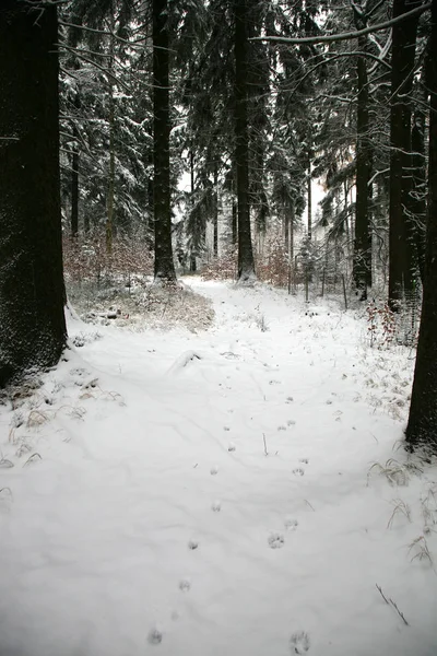 ブルーベリー 森林の低木で覆われているポーランドの Stoowe テーブル山の国立公園の雪 冬の曇りの初め 最初の雪 — ストック写真