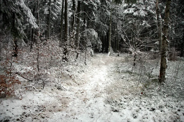 Ein Schneebedeckter Fichtenwald Ein Ruhiger Bewölkter Tag Beginn Des Winters — Stockfoto