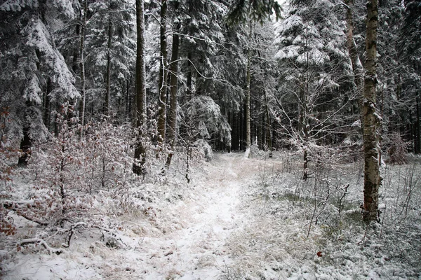 Bleuets Arbustes Dans Les Forêts Couvertes Neige Dans Les Stoowe — Photo