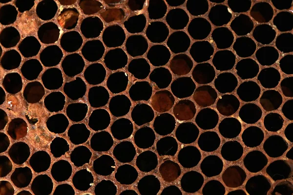 Interior of an honeycomb with colorful perga. Visible shape and bee bread of the bee cell.