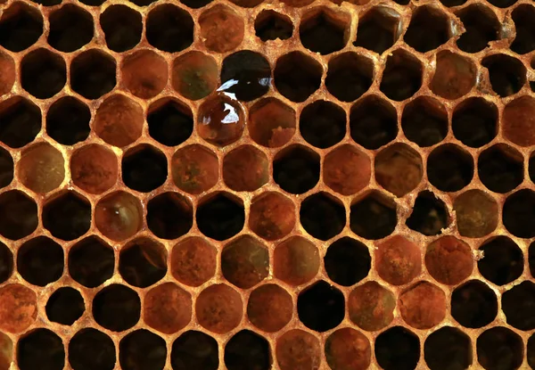 Interior of an honeycomb with colorful perga. Visible shape and bee bread of the bee cell.
