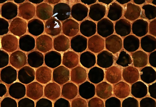 内部的蜂窝与五颜六色的 Perga 蜜蜂细胞的可见形状和蜜蜂面包 — 图库照片