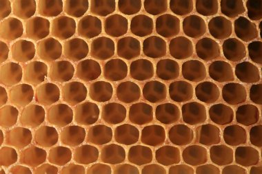 View on shape cell an honeycomb. A bee patch made by bees from wax. It is used for storing honey, perga and for breeding larvae. clipart